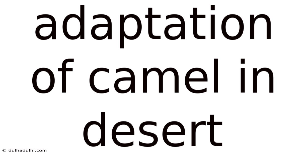 Adaptation Of Camel In Desert