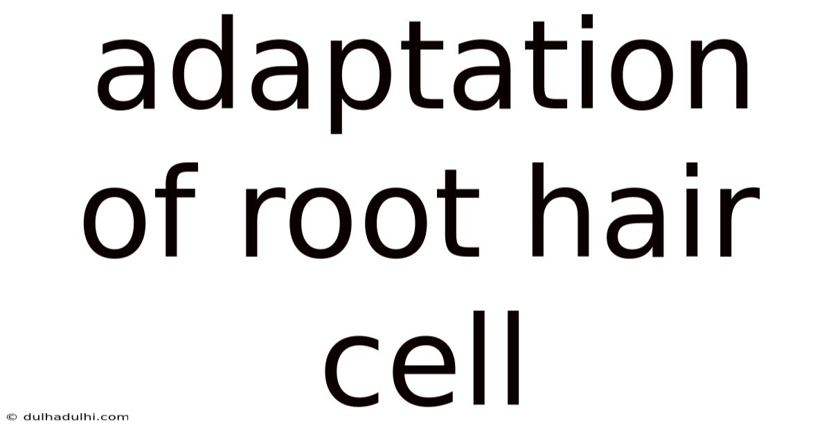 Adaptation Of Root Hair Cell
