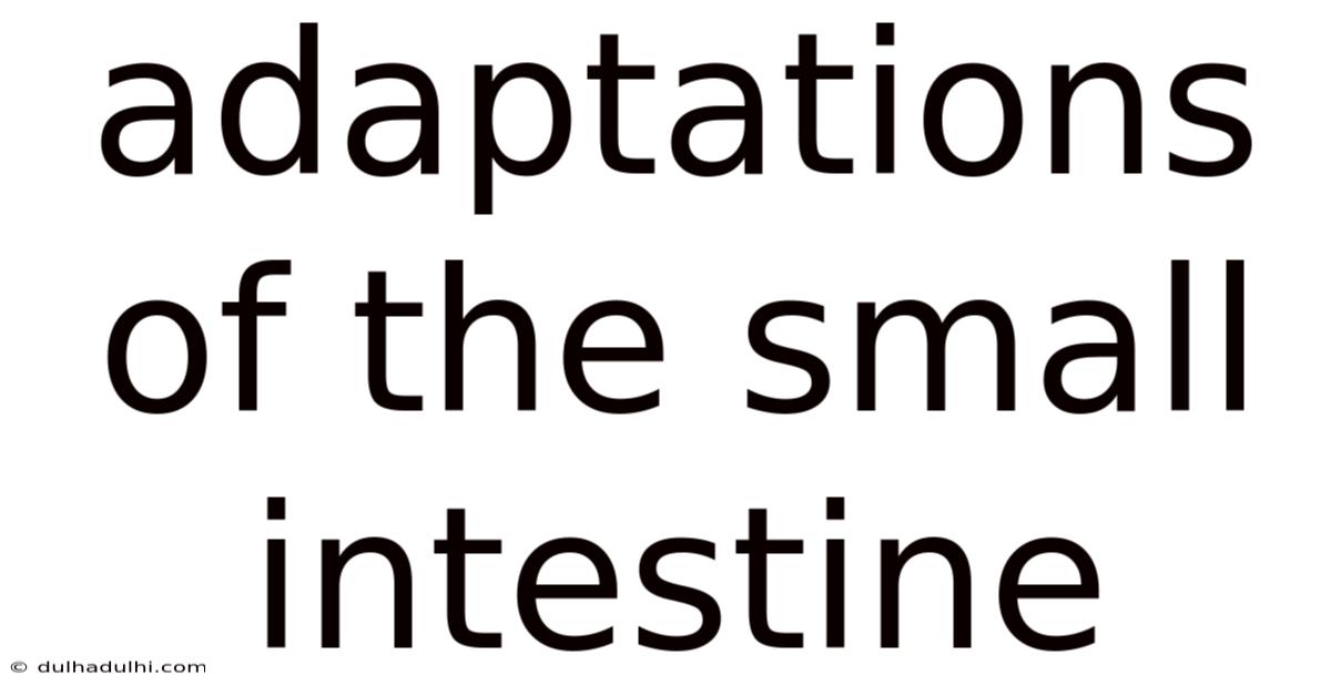Adaptations Of The Small Intestine