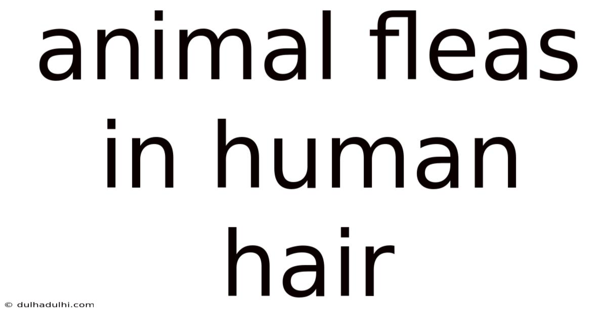 Animal Fleas In Human Hair