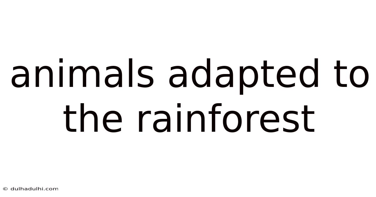 Animals Adapted To The Rainforest