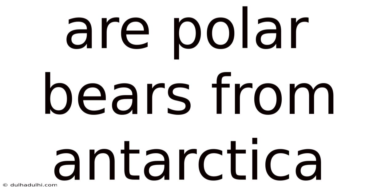 Are Polar Bears From Antarctica