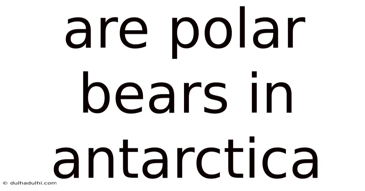 Are Polar Bears In Antarctica