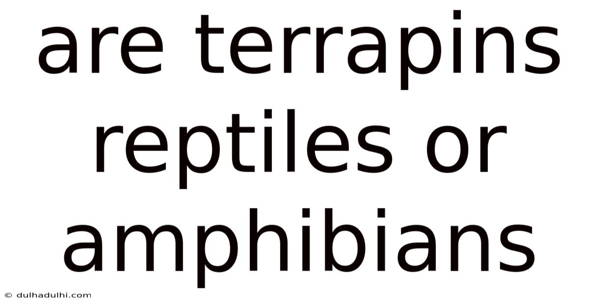 Are Terrapins Reptiles Or Amphibians