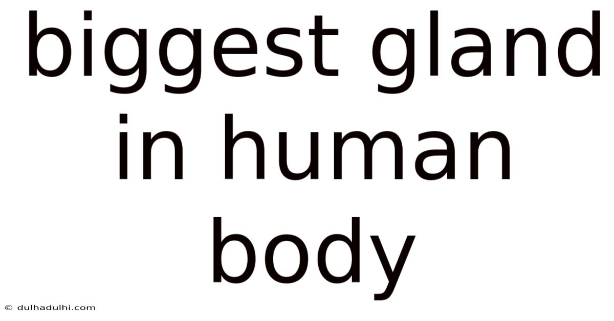 Biggest Gland In Human Body
