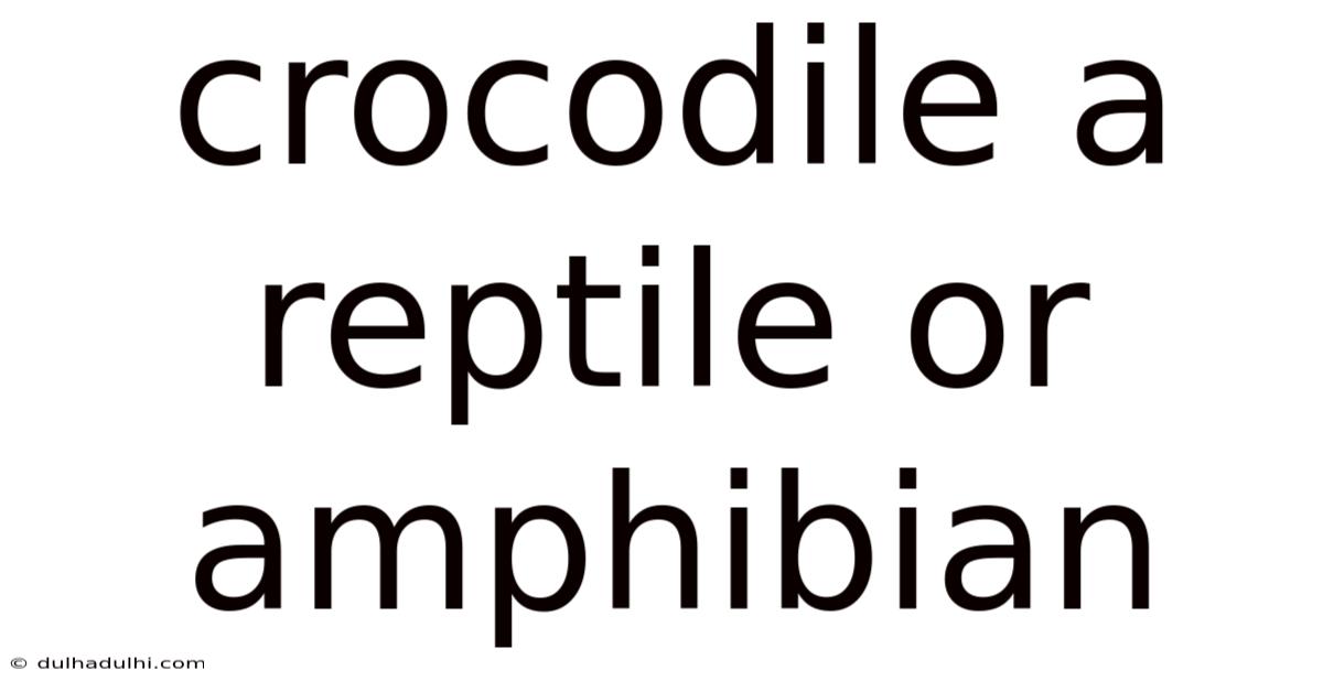 Crocodile A Reptile Or Amphibian