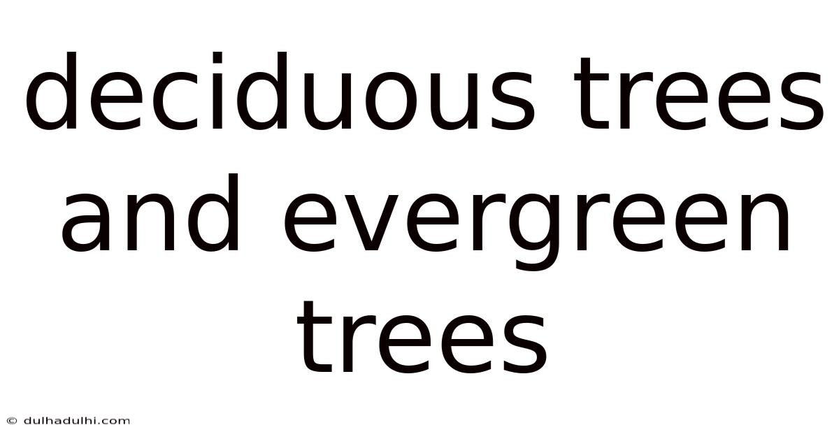 Deciduous Trees And Evergreen Trees