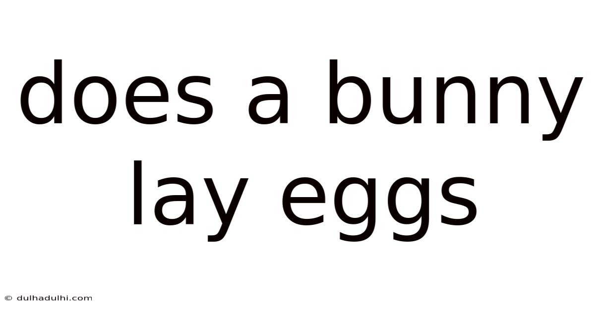 Does A Bunny Lay Eggs