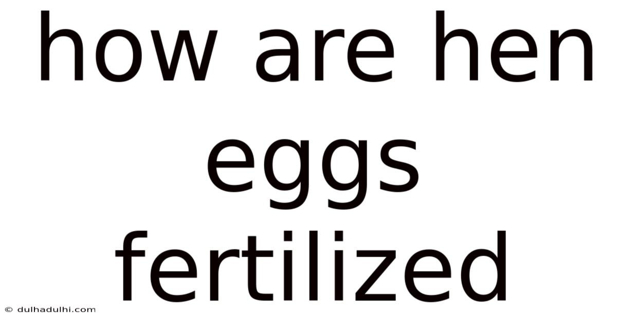 How Are Hen Eggs Fertilized