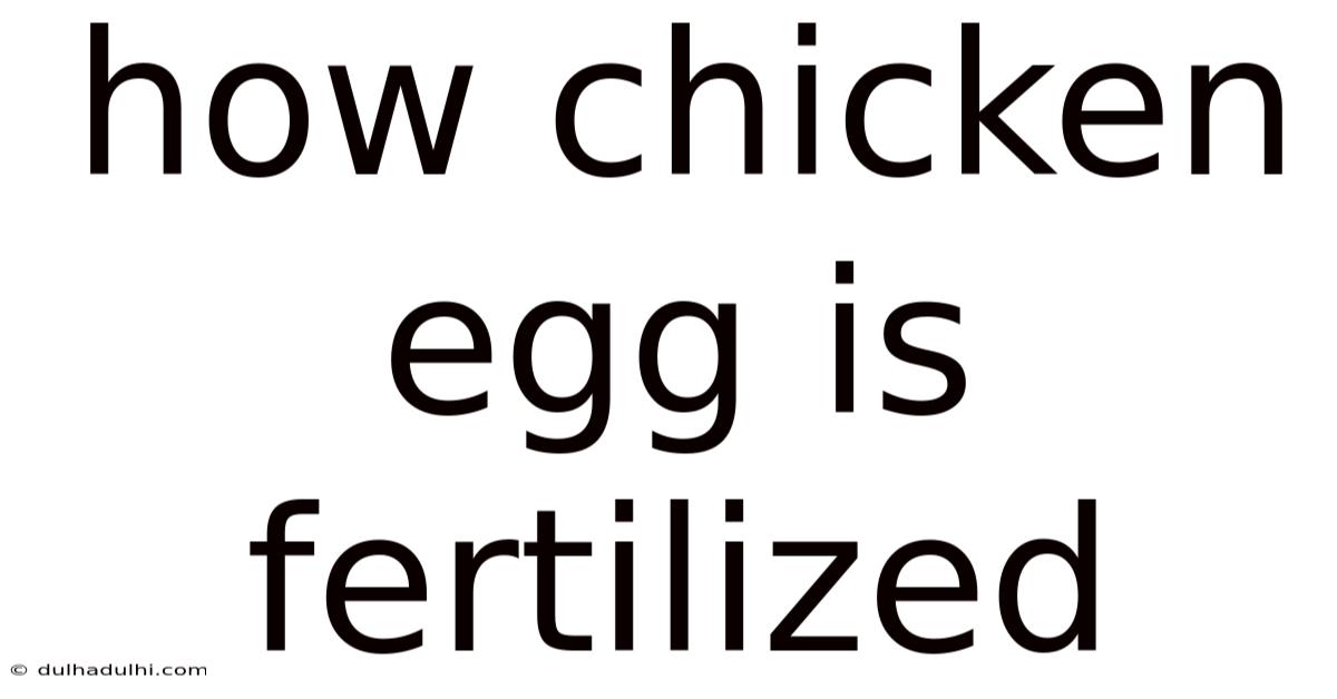 How Chicken Egg Is Fertilized