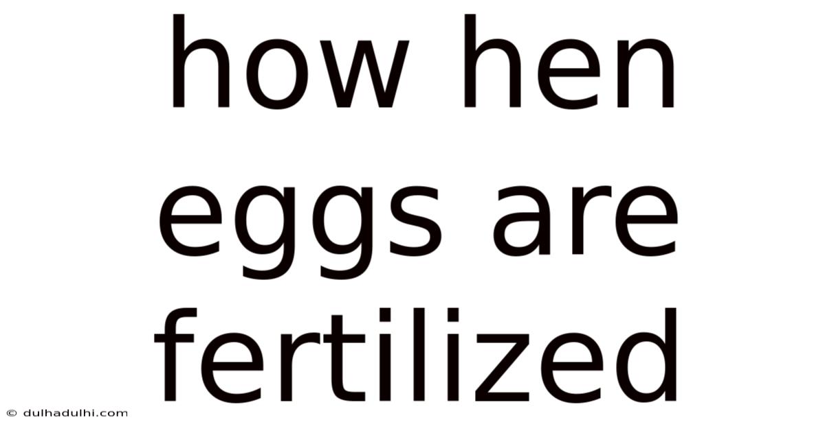 How Hen Eggs Are Fertilized