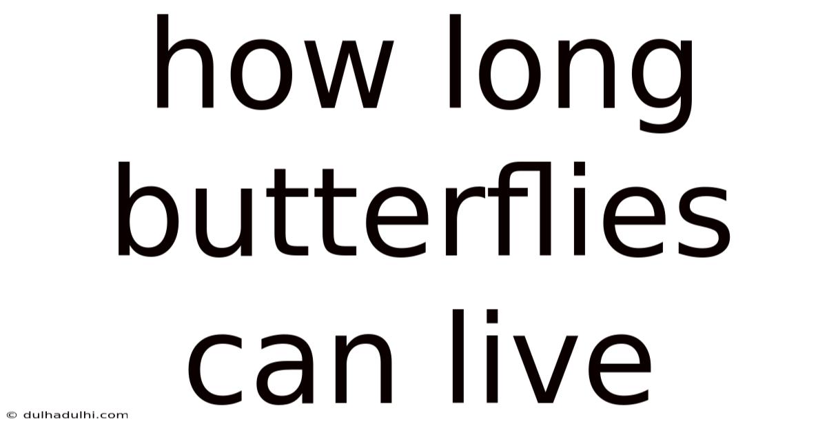 How Long Butterflies Can Live