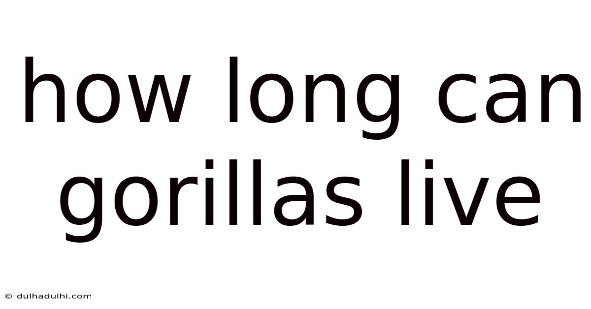 How Long Can Gorillas Live