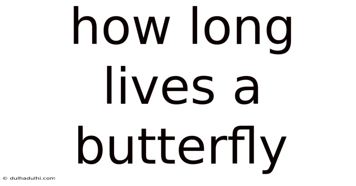 How Long Lives A Butterfly