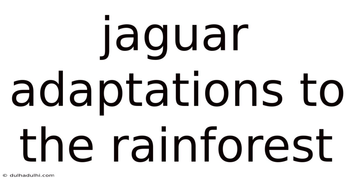 Jaguar Adaptations To The Rainforest