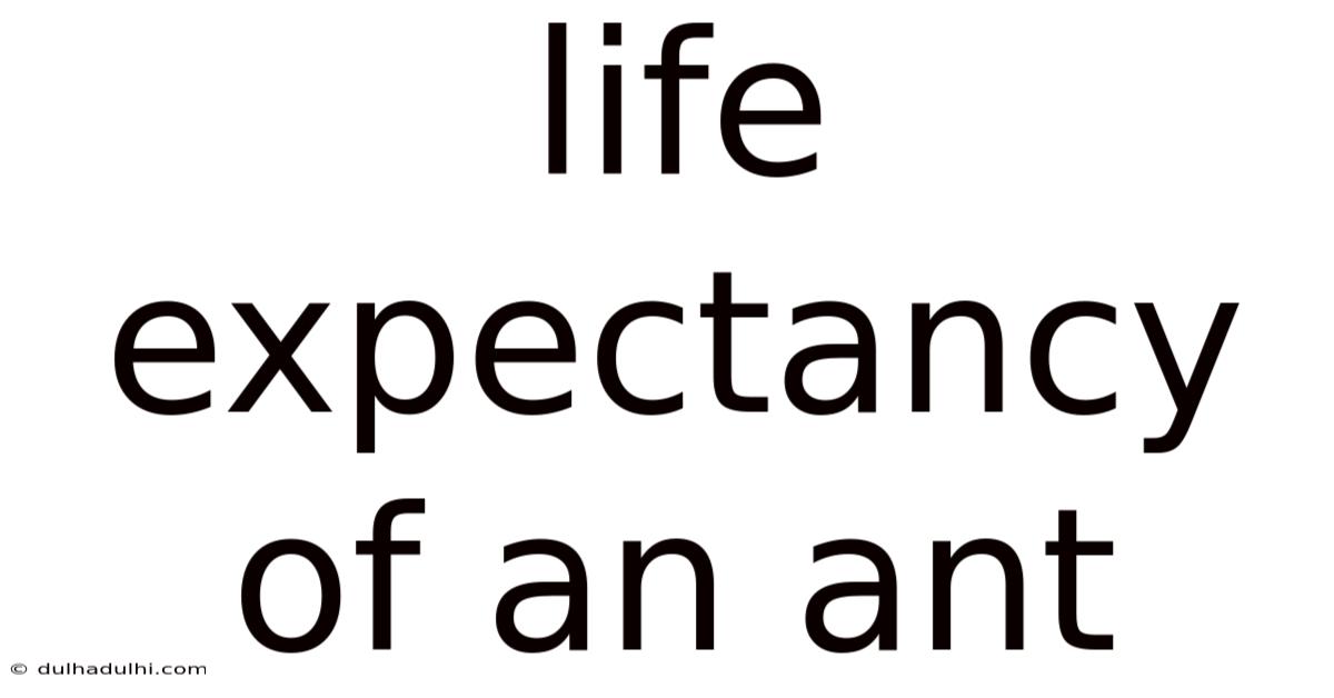 Life Expectancy Of An Ant