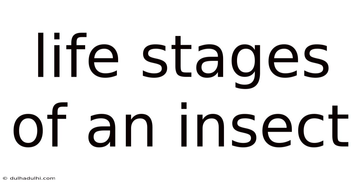 Life Stages Of An Insect