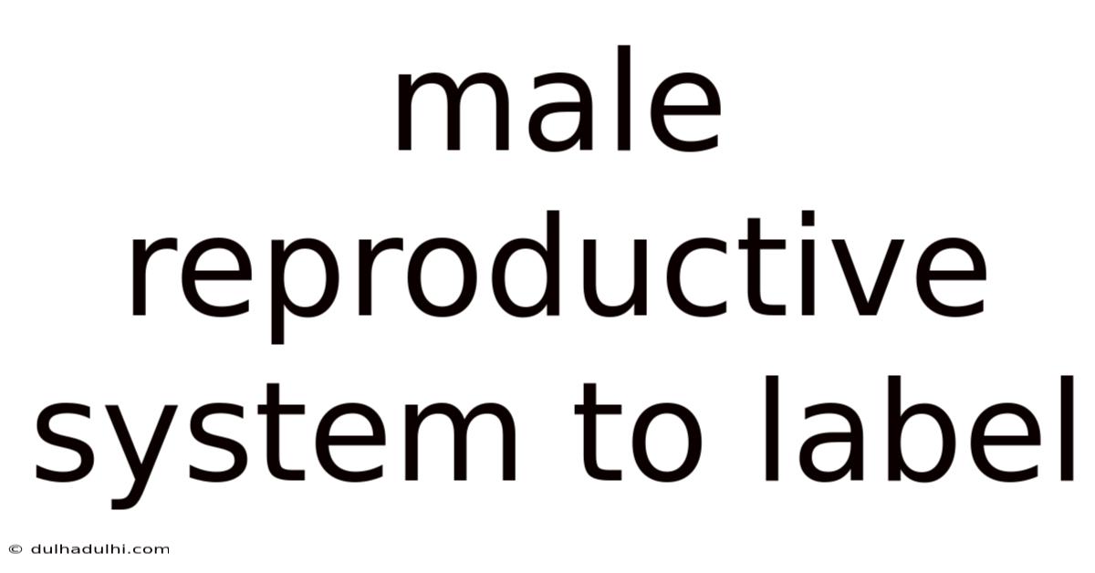 Male Reproductive System To Label