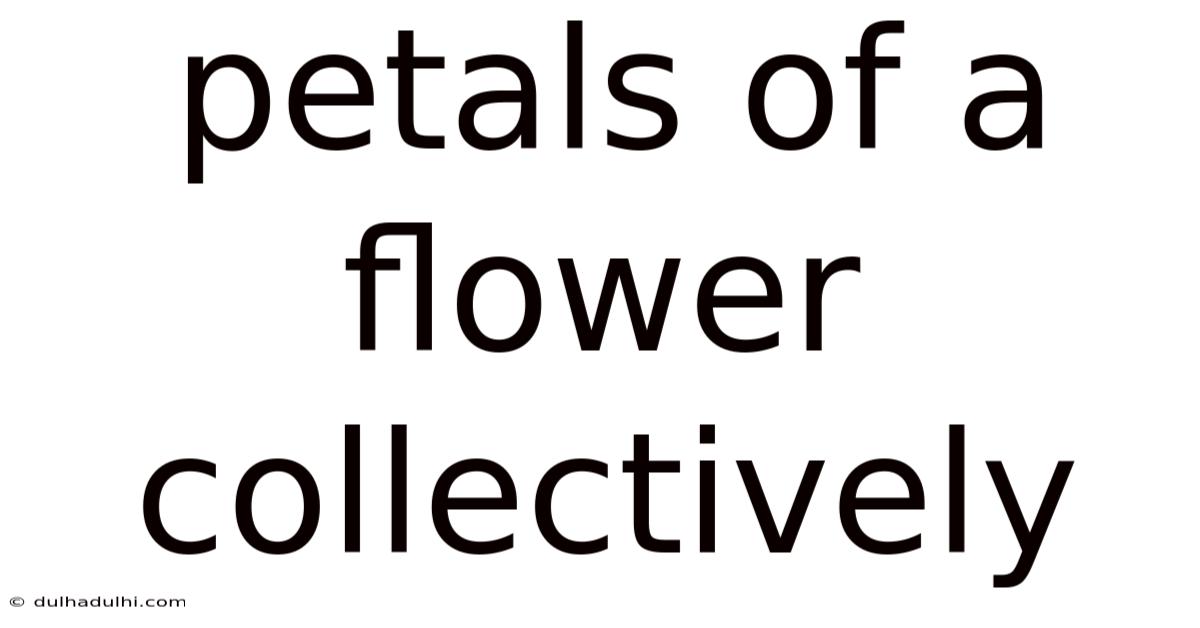 Petals Of A Flower Collectively