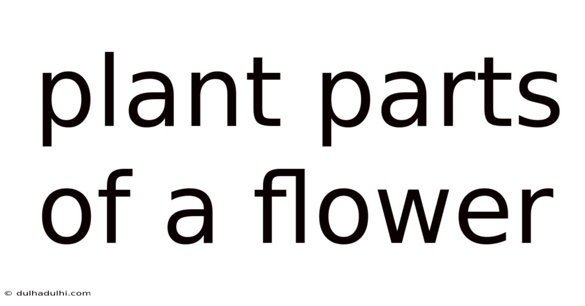 Plant Parts Of A Flower