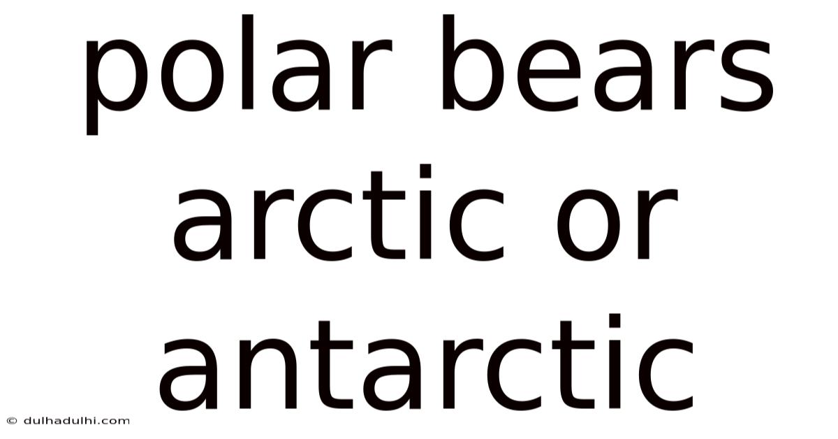 Polar Bears Arctic Or Antarctic