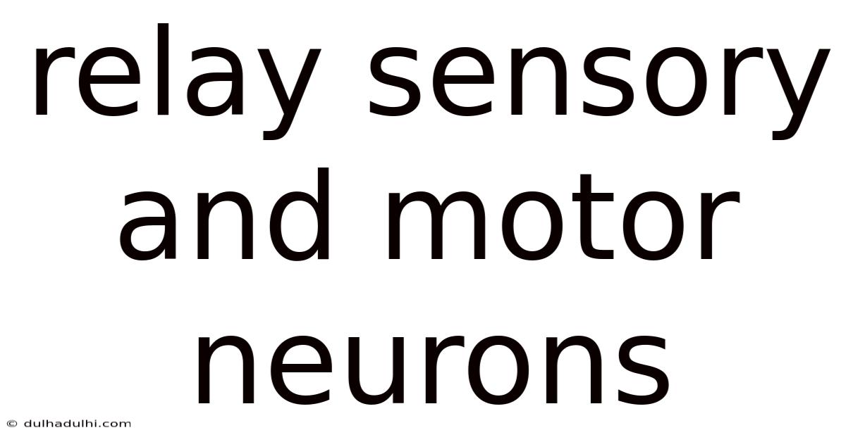 Relay Sensory And Motor Neurons