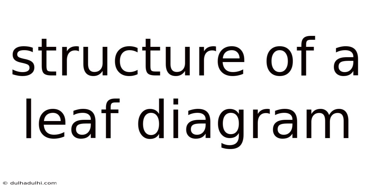 Structure Of A Leaf Diagram