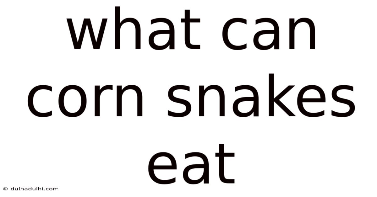 What Can Corn Snakes Eat