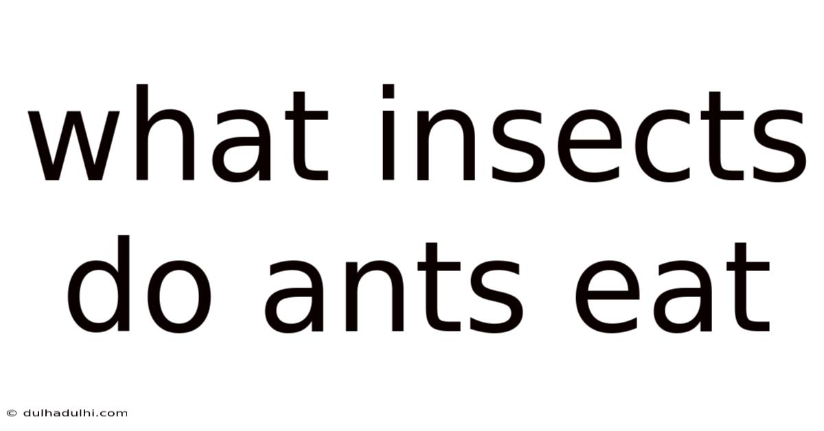 What Insects Do Ants Eat