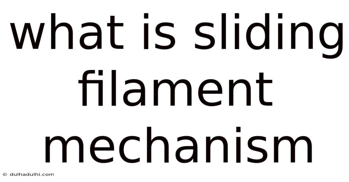 What Is Sliding Filament Mechanism