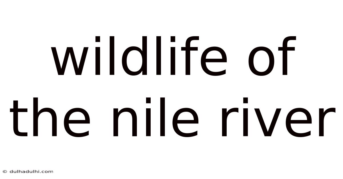 Wildlife Of The Nile River